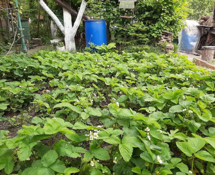 Продажа двухэтажный дом по Житомирской трассе рядом озера и лес село Гореничи. Агентство недвижимости