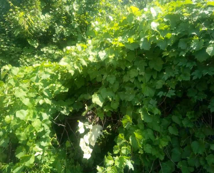 Продажа одноэтажный дом с 12 сотками земли улица Шевченко село Козинцы. Агентство недвижимости